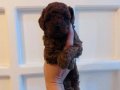 A KALİTE kg Garantili TOY POODLE BEBEKLER Hazır