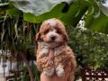 F1 Maltipoo Bebeklerimiz 0  Numara ırk ve sağlık garantili