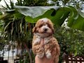 F1 Maltipoo Bebeklerimiz 0  Numara ırk ve sağlık garantili