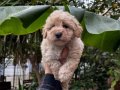 F1 Maltipoo Bebeklerimiz 0  Numara ırk ve sağlık garantili