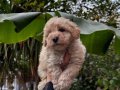 F1 Maltipoo Bebeklerimiz 0  Numara ırk ve sağlık garantili