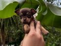 Teacup kahverengi çikolata elma kafa chihuahua