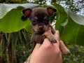 Teacup kahverengi çikolata elma kafa chihuahua
