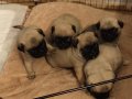 Bebek yüzlü Pug Mops bebeklerimiz hazır