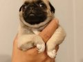 Bebek yüzlü Pug Mops bebeklerimiz hazır