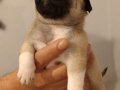 Bebek yüzlü Pug Mops bebeklerimiz hazır