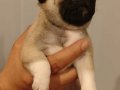 Bebek yüzlü Pug Mops bebeklerimiz hazır