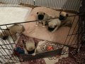Bebek yüzlü Pug Mops bebeklerimiz hazır
