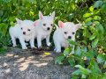 Teacup Elma Kafa Chihuahua yavrularımız Sizleri Bekliyor