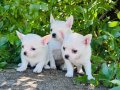 Teacup Elma Kafa Chihuahua yavrularımız Sizleri Bekliyor