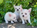 Teacup Elma Kafa Chihuahua yavrularımız Sizleri Bekliyor