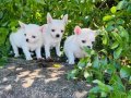 Teacup Elma Kafa Chihuahua yavrularımız Sizleri Bekliyor