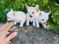 Teacup Elma Kafa Chihuahua yavrularımız Sizleri Bekliyor