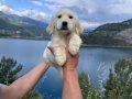 Baby Face Golden Retriever Bebek Yüzlü yavrularımız Hazır