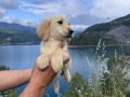 Baby Face Golden Retriever Bebek Yüzlü yavrularımız Hazır