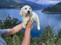 Baby Face Golden Retriever Bebek Yüzlü yavrularımız Hazır