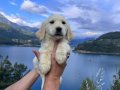 Baby Face Golden Retriever Bebek Yüzlü yavrularımız Hazır