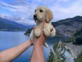Baby Face Golden Retriever Bebek Yüzlü yavrularımız Hazır