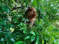 Toy Poodle 0 Numara Red Yavrularımız sizleri Bekliyor