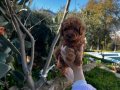 Toy Poodle 0 Numara Red Yavrularımız sizleri Bekliyor