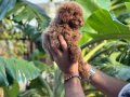 Toy Poodle 0 Numara Red Yavrularımız sizleri Bekliyor
