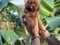 Toy Poodle 0 Numara Red Yavrularımız sizleri Bekliyor