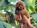 Toy Poodle 0 Numara Red Yavrularımız sizleri Bekliyor