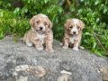 0 Numara Maltipoo Bebekler Irk ve Sağlık garantili