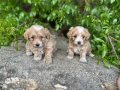 0 Numara Maltipoo Bebekler Irk ve Sağlık garantili