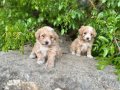0 Numara Maltipoo Bebekler Irk ve Sağlık garantili