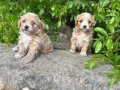 0 Numara Maltipoo Bebekler Irk ve Sağlık garantili
