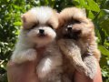 TEDY TEACUP Pomerinianian Boo Bebekler