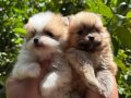 TEDY TEACUP Pomerinianian Boo Bebekler