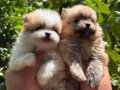 TEDY TEACUP Pomerinianian Boo Bebekler