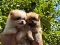 TEDY TEACUP Pomerinianian Boo Bebekler