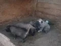 Sivas, dan kangal yavrular