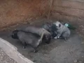 Sivas, dan kangal yavrular