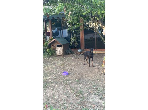 king Doberman dişi full asili cipli