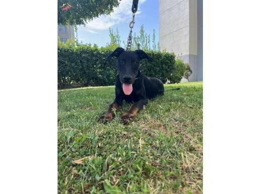 6.5 aylık egitimli king doberman dişi