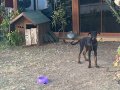 king Doberman dişi full asili cipli