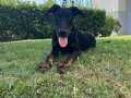 6.5 aylık egitimli king doberman dişi
