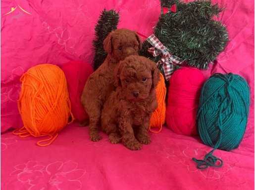 Anne altından red toy poddle Yavruları 