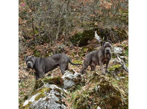 BLUE CANE CORSO YAVRULAR 