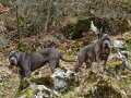 BLUE CANE CORSO YAVRULAR 