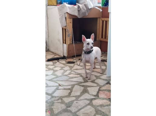 Chihuahua sevimli bir dost 