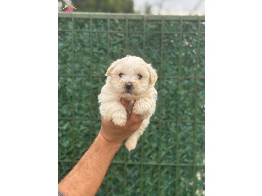 Avuç İçi Kadar İpeksi Maltipoo Yavruları | Her İle Gönderim