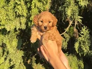 kore poodle yavrularım