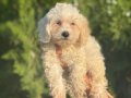 Maltipoo bebeklerim 