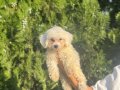 Maltipoo bebeklerim 