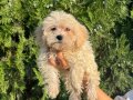 Maltipoo bebeklerim 